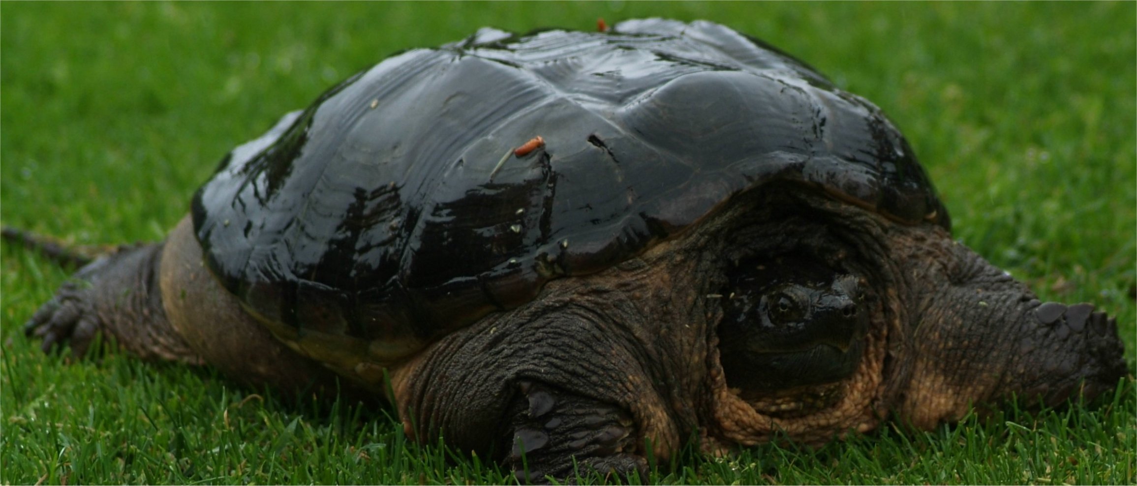 piccolo dinosauro 2